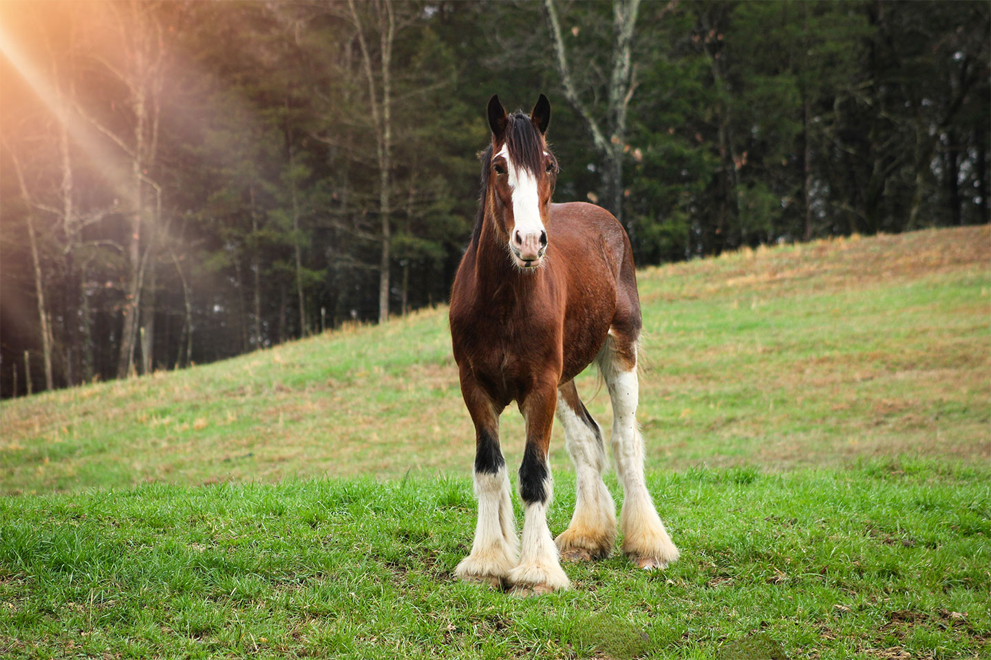 A brown horse with a white blaze on its face and white feathered legs stands on green grass in a sunlit field, with trees in the background.