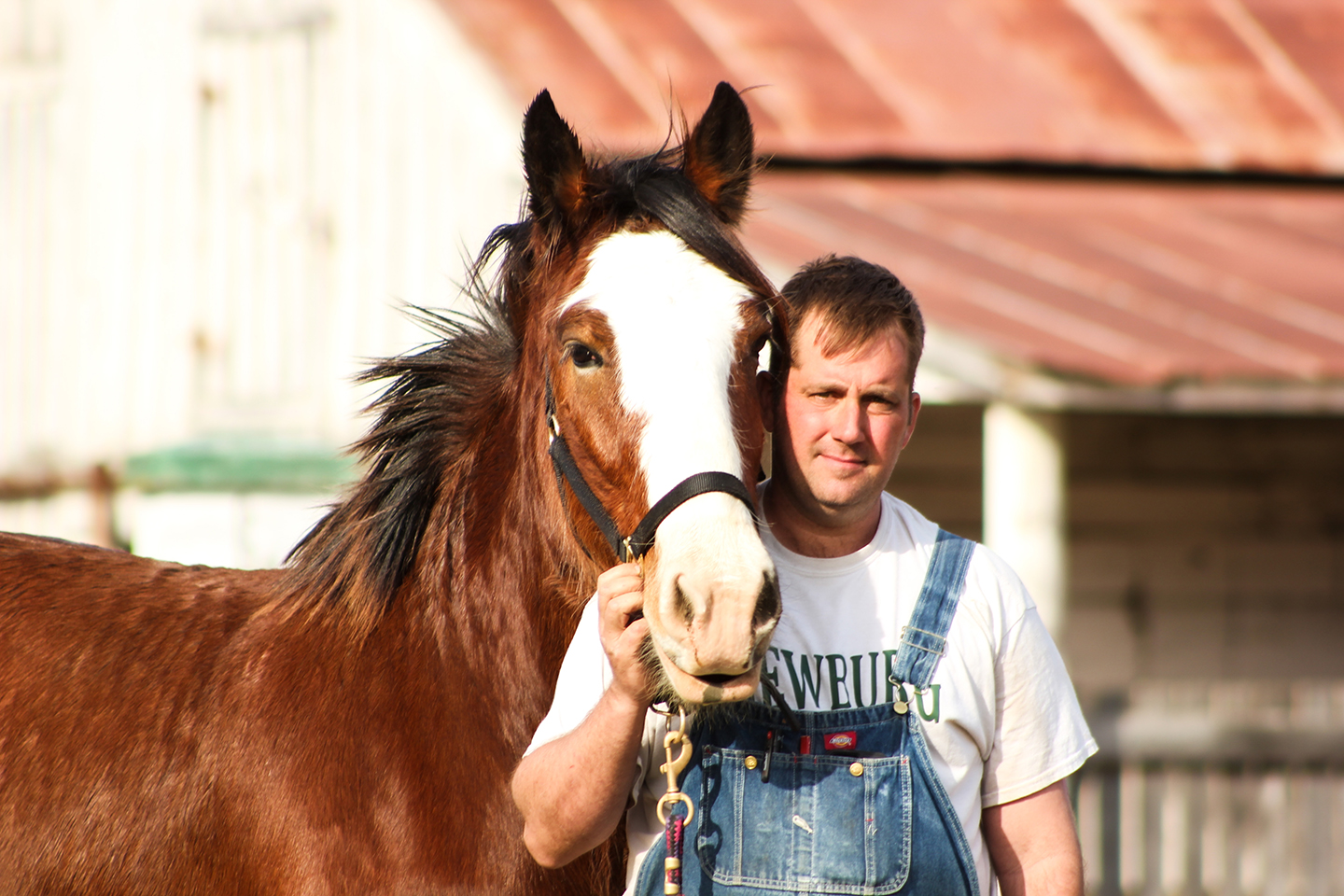 A man in overalls and a white T-shirt stands next to a brown horse with a white face marking, holding its bridle. They are outdoors near a barn with a rusted metal roof.