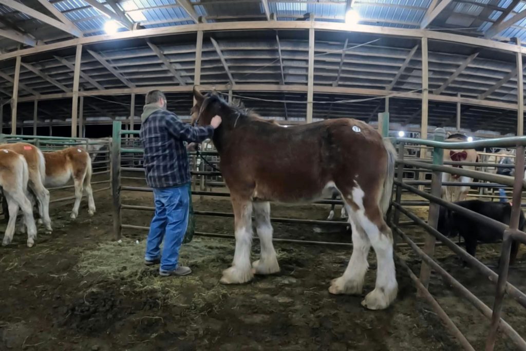 A person in a plaid shirt and jeans gently brushes a large brown and white horse inside a barn with metal gates and a high roof. Other horses are visible nearby.