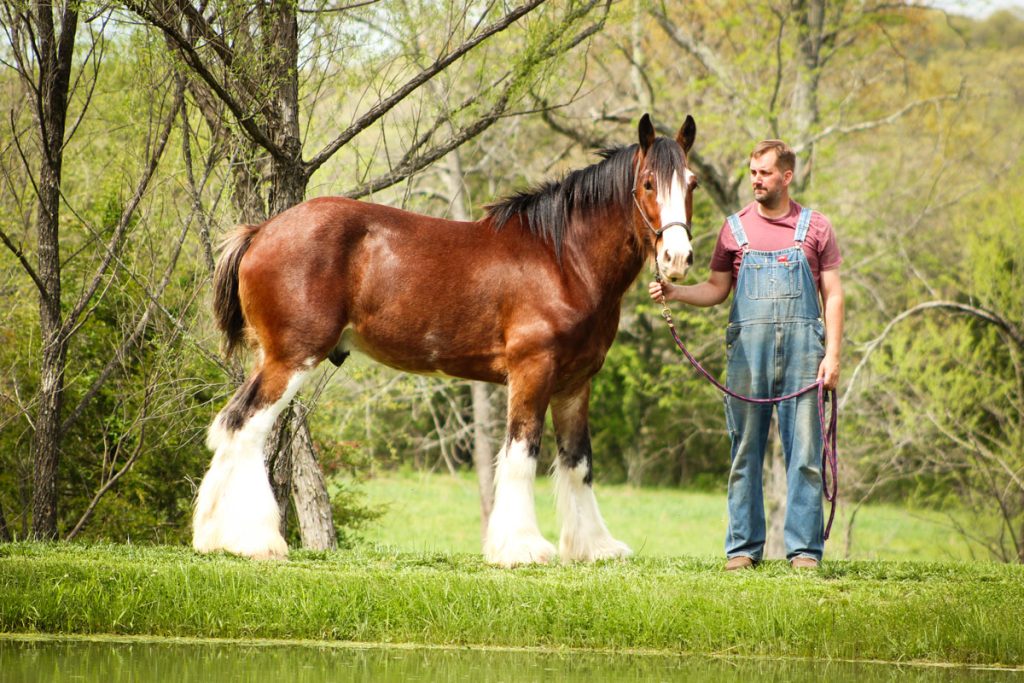 A man in blue overalls and a red shirt stands on grass by a pond, holding a lead attached to a large brown and white Clydesdale horse. Green trees and foliage fill the background.