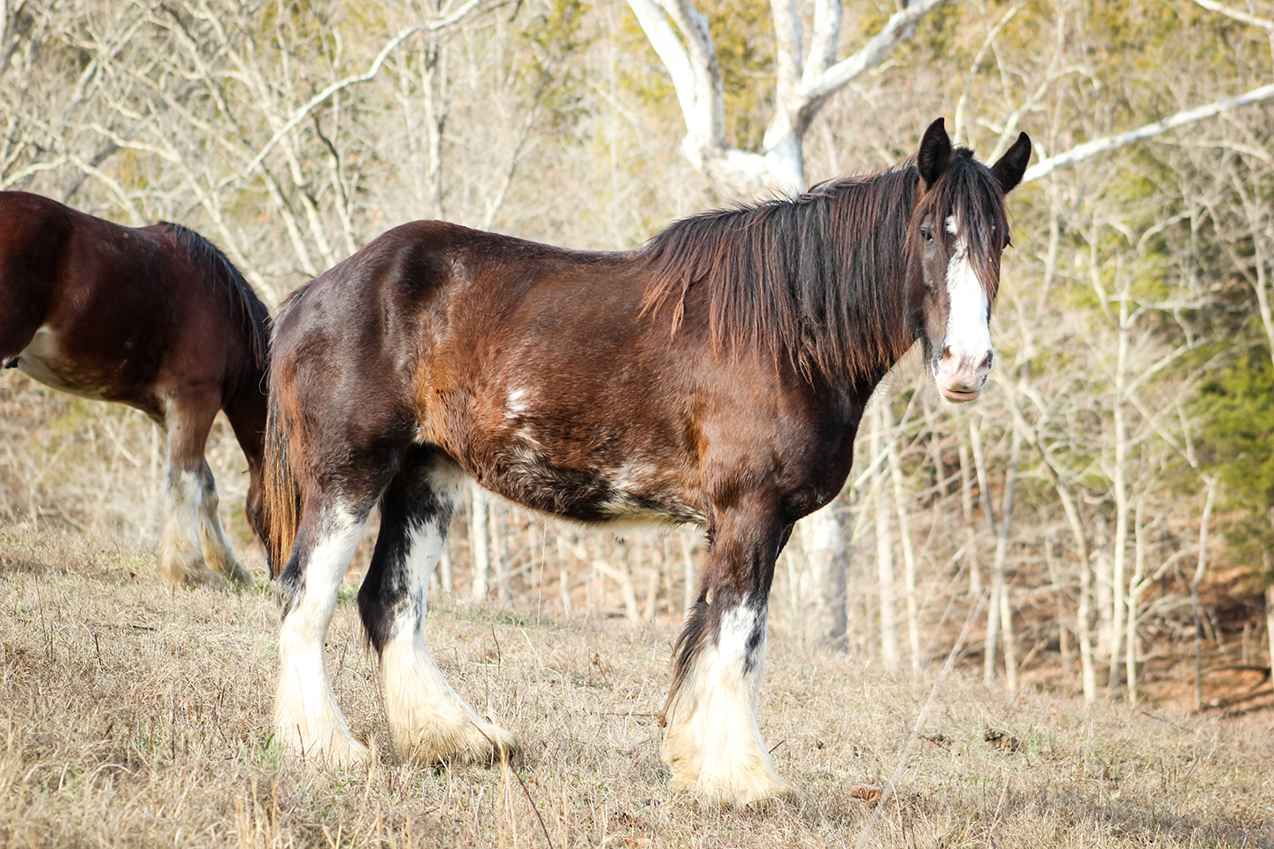 A brown and white Clydesdale horse stands on a grassy hill with another horse partially visible behind it. Leafless trees fill the background, indicating a late autumn or winter setting.