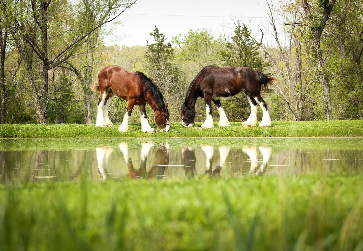 Two brown horses with white legs graze near the edge of a pond, their reflections visible in the water. Trees and greenery fill the background, creating a peaceful, natural scene.