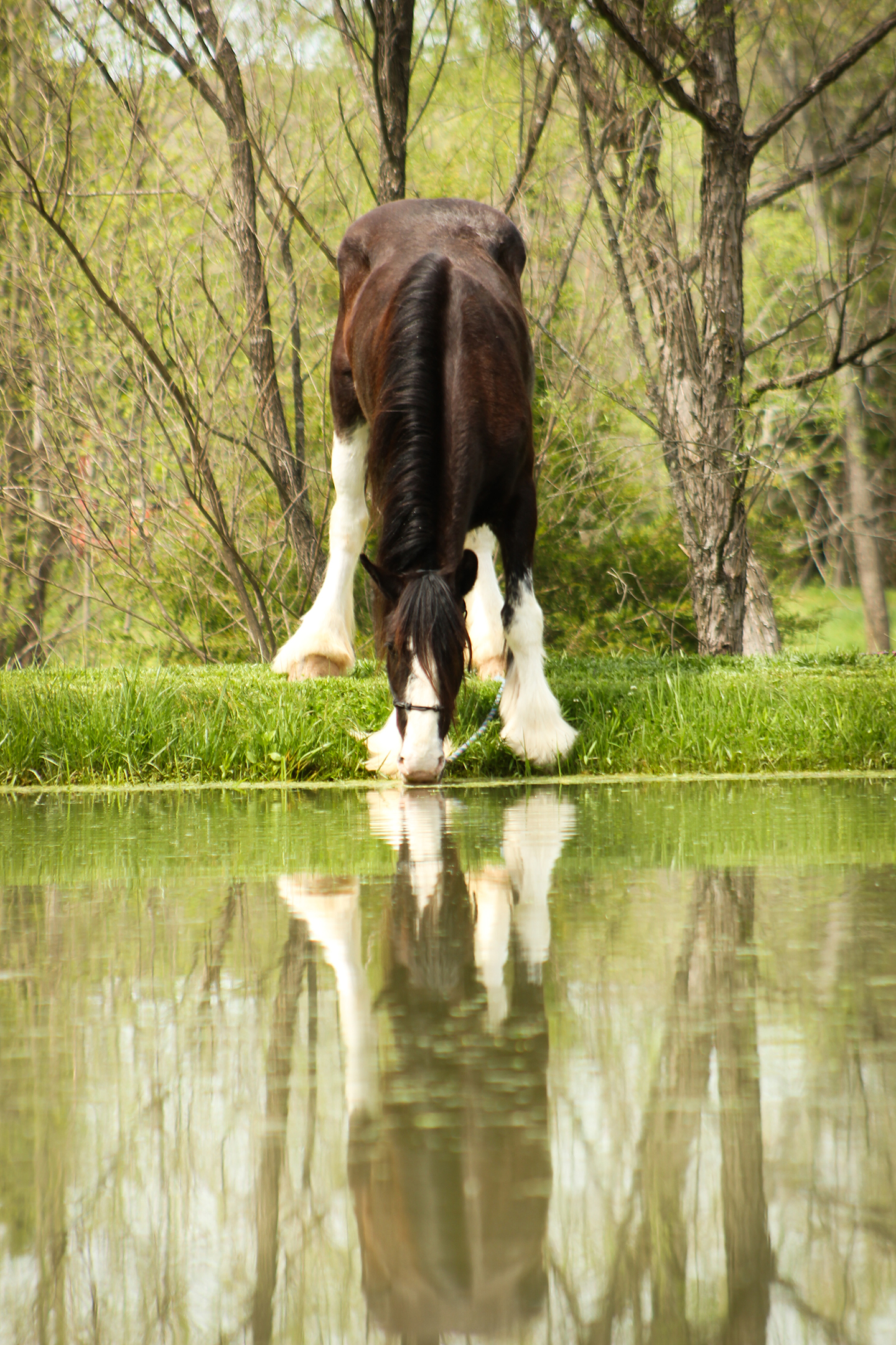 A brown and white horse stands by a pond, drinking water, with its reflection clearly visible in the calm surface. Green grass and trees surround the peaceful scene.