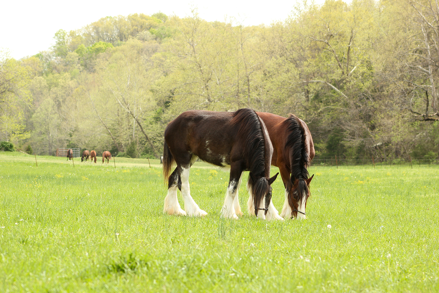 Two brown horses with white legs and black manes graze side by side on a green grassy field, with more horses and trees in the background under a bright sky.