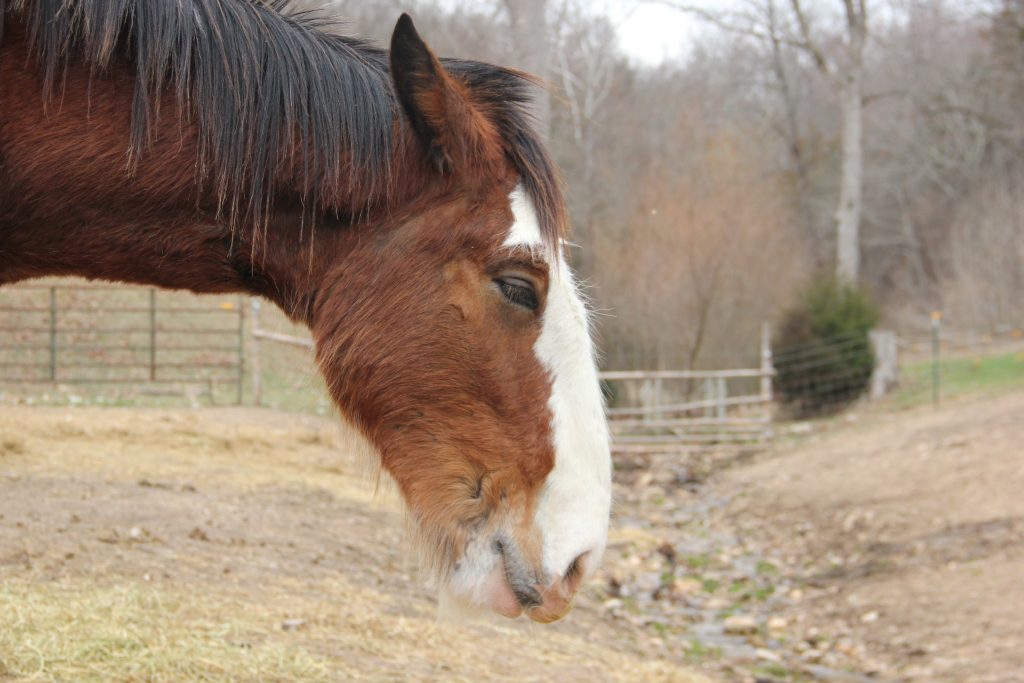 A close-up side view of a brown horse with a white face marking, standing outdoors near a wire fence and dry, grassy ground. Leafless trees and a muted landscape are in the background.
