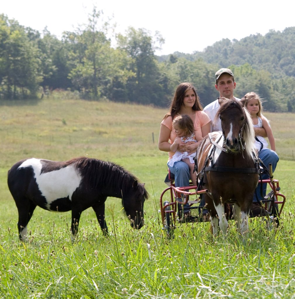 A family of four rides in a small horse-drawn carriage through a grassy field, with another horse grazing nearby. Trees and hills are visible in the background.
