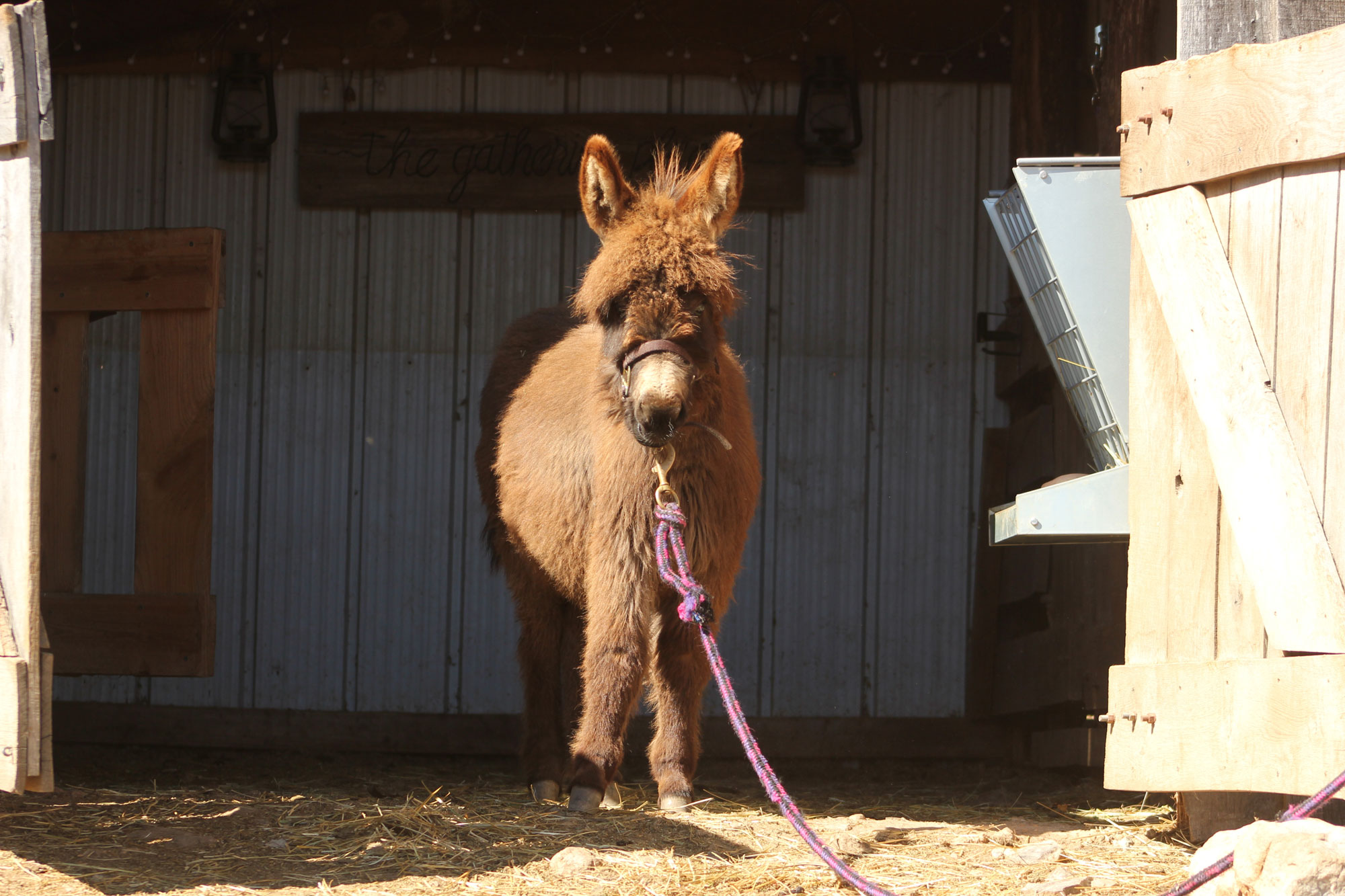 A small, fluffy brown donkey stands in the sunlight just outside a barn, wearing a halter and attached to a purple lead rope. The barn door is open, and shadows fall across the entrance.