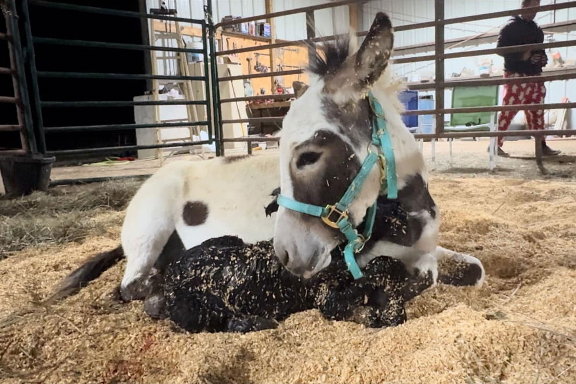 A donkey with a blue halter lies on straw inside a barn, gently nuzzling a newborn black foal. The barn has metal fencing, and a person in red pants stands in the background.