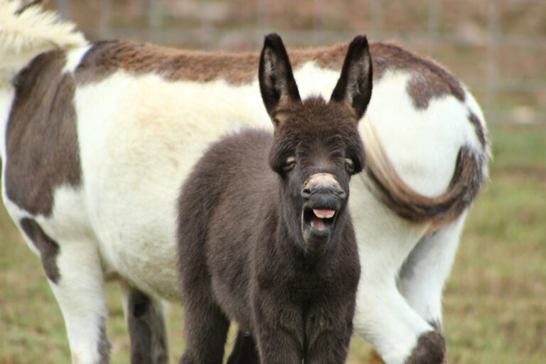 A dark brown donkey foal stands on grass with its mouth slightly open, while an adult donkey with a white and brown coat stands behind it, partially out of frame. A wire fence is blurred in the background.