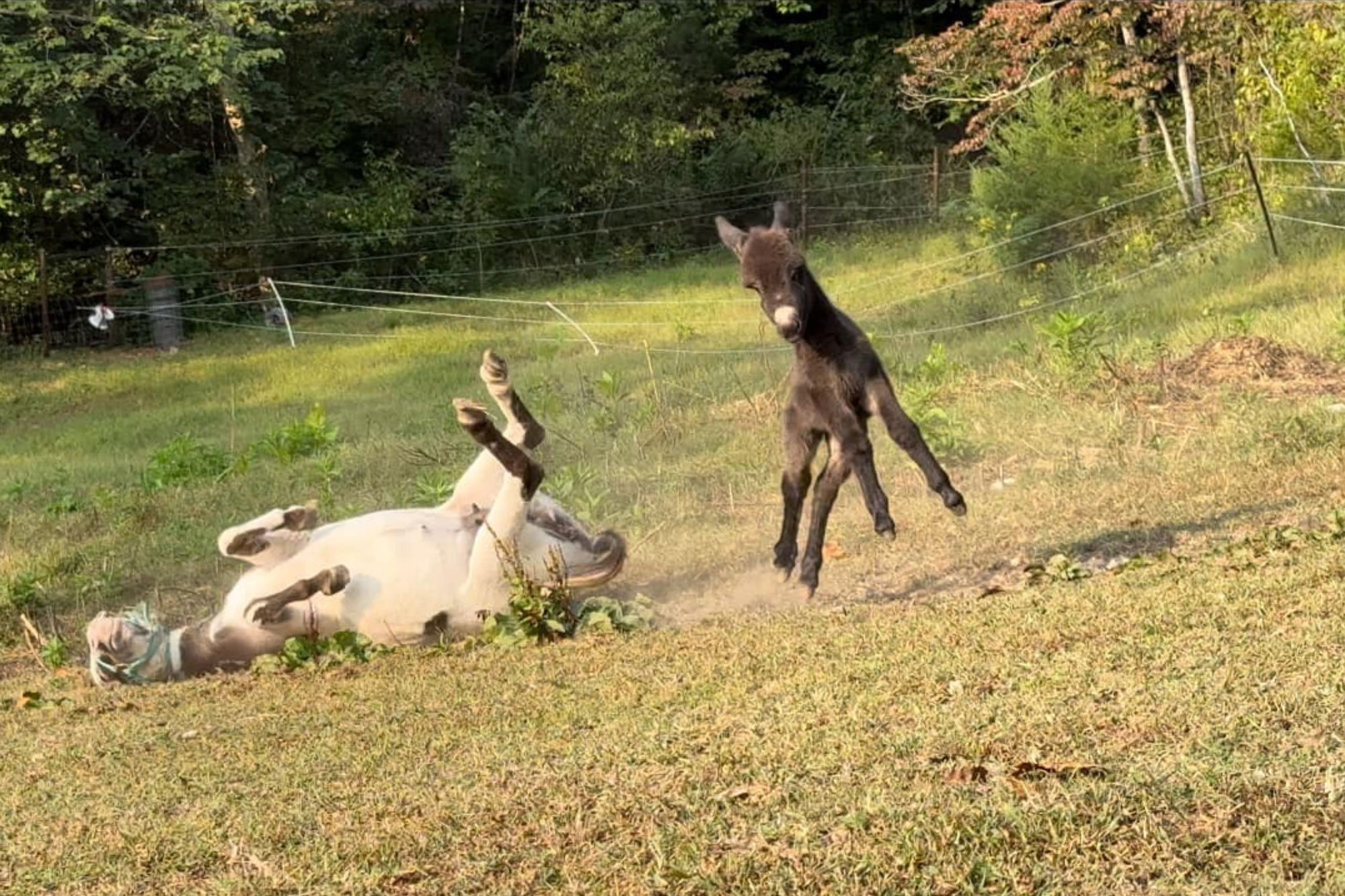 A young black foal playfully jumps in the air while an adult horse lies on its back on the grass, legs raised, in a sunny, fenced pasture with trees in the background.