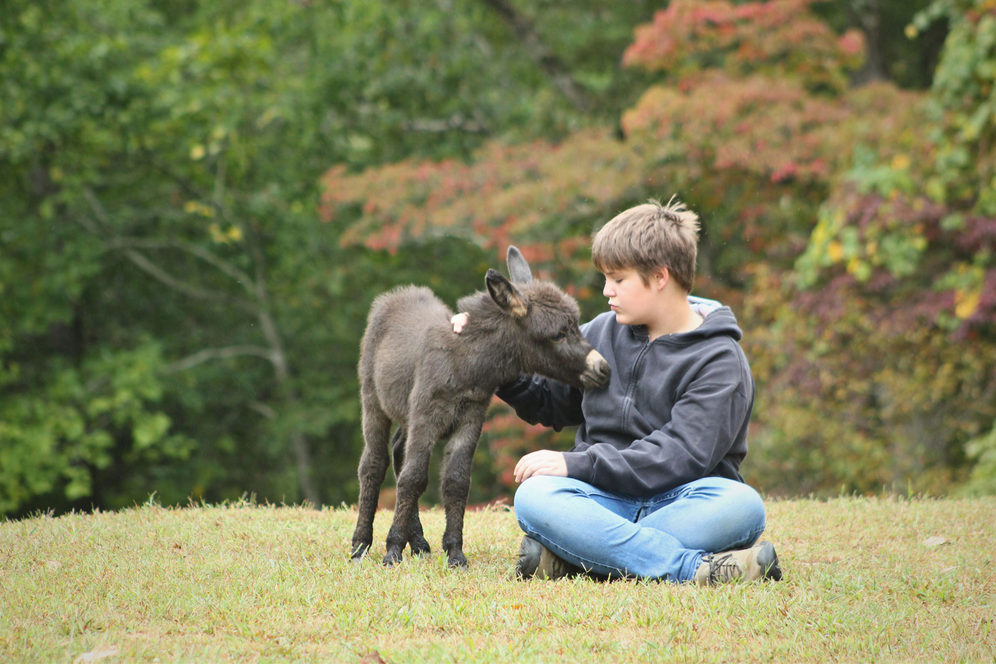 A child sitting cross-legged on grass gently pets a small, dark brown donkey. Trees with autumn leaves are in the background.