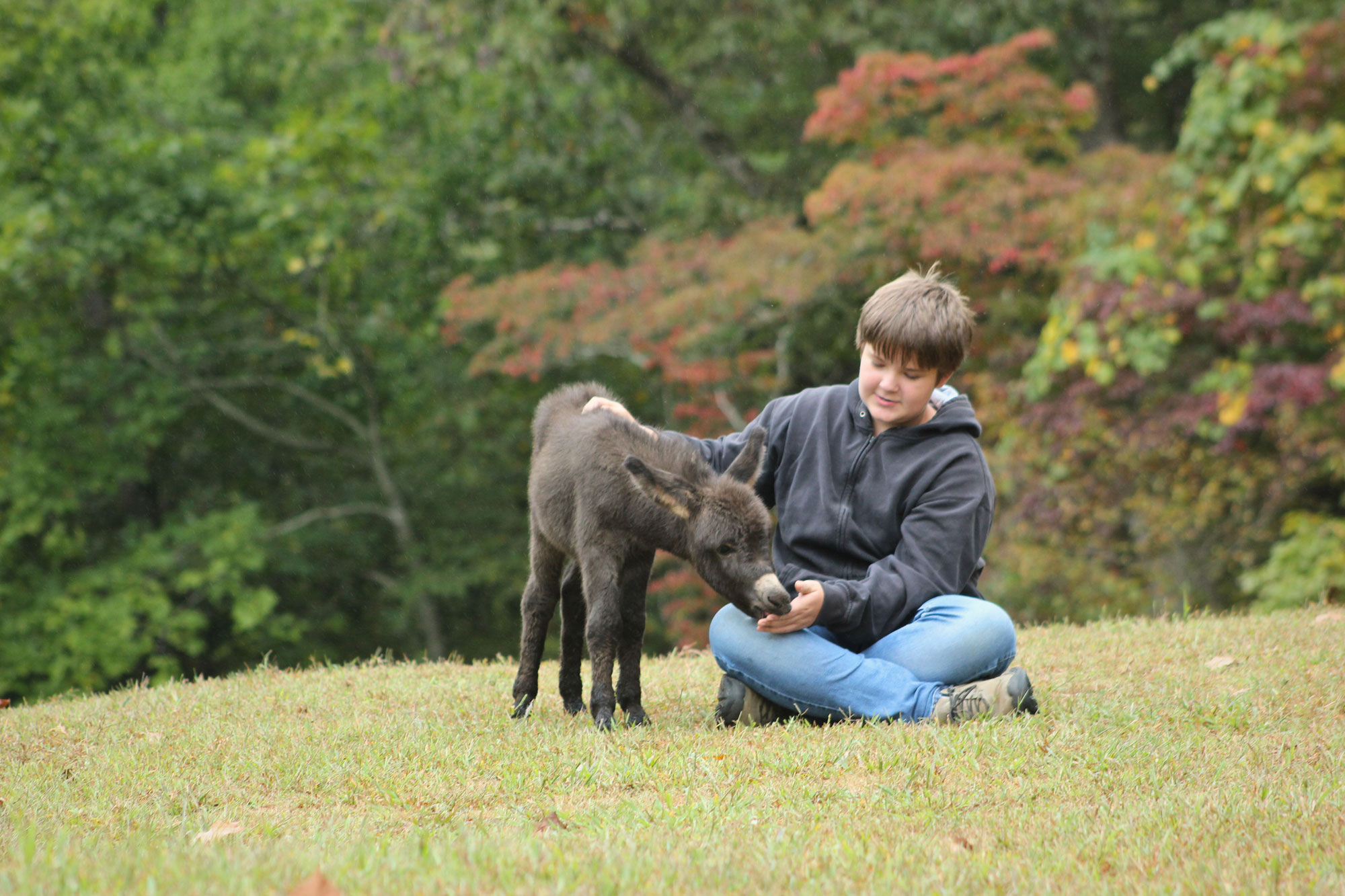 A person sitting on grass gently pets and feeds a small dark brown donkey calf, with colorful trees and greenery in the background.