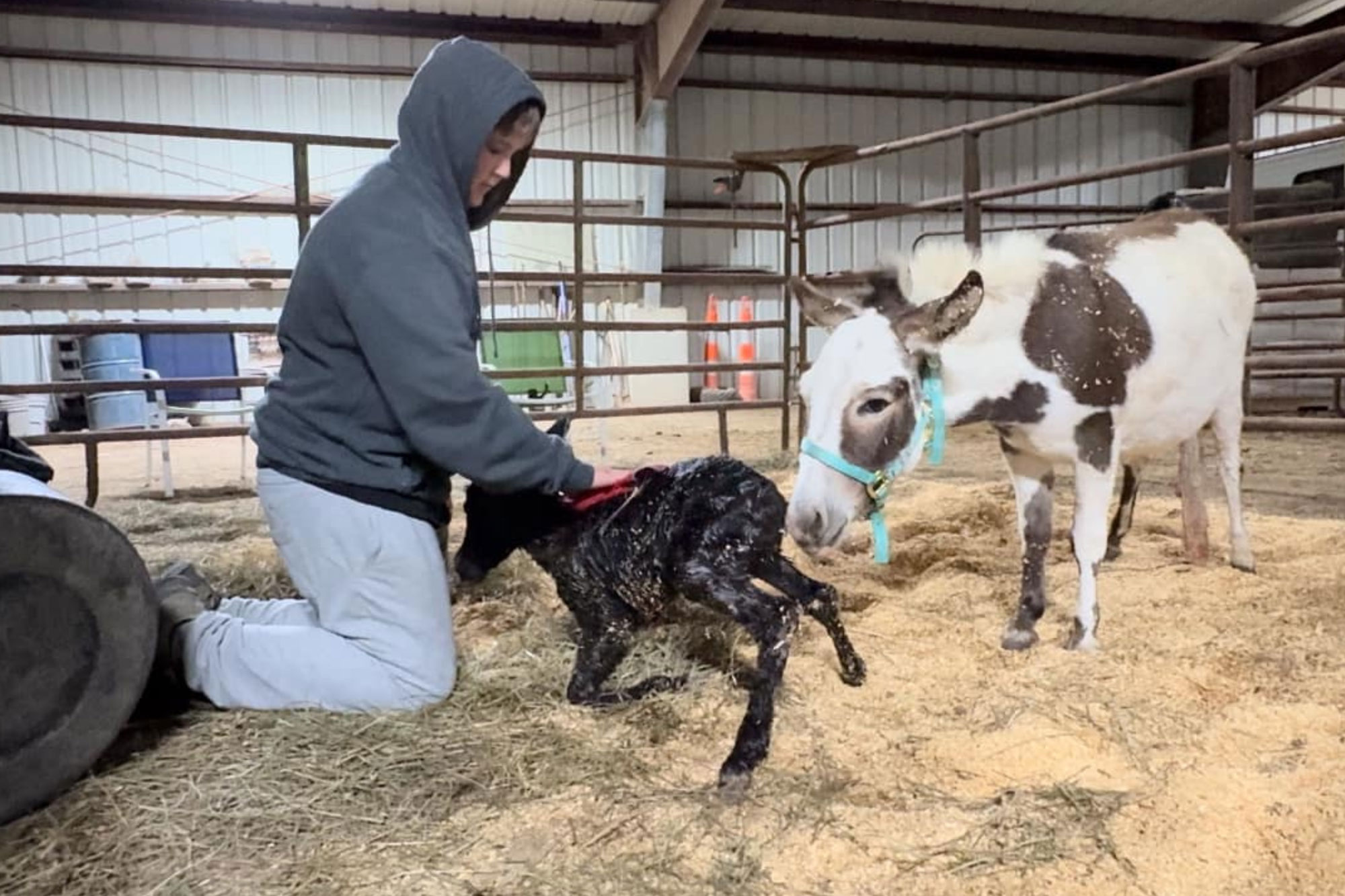A person in a gray hoodie kneels on straw inside a barn, assisting a newborn donkey. An adult donkey with a blue halter stands nearby, watching closely. The setting includes metal fencing and farm equipment.