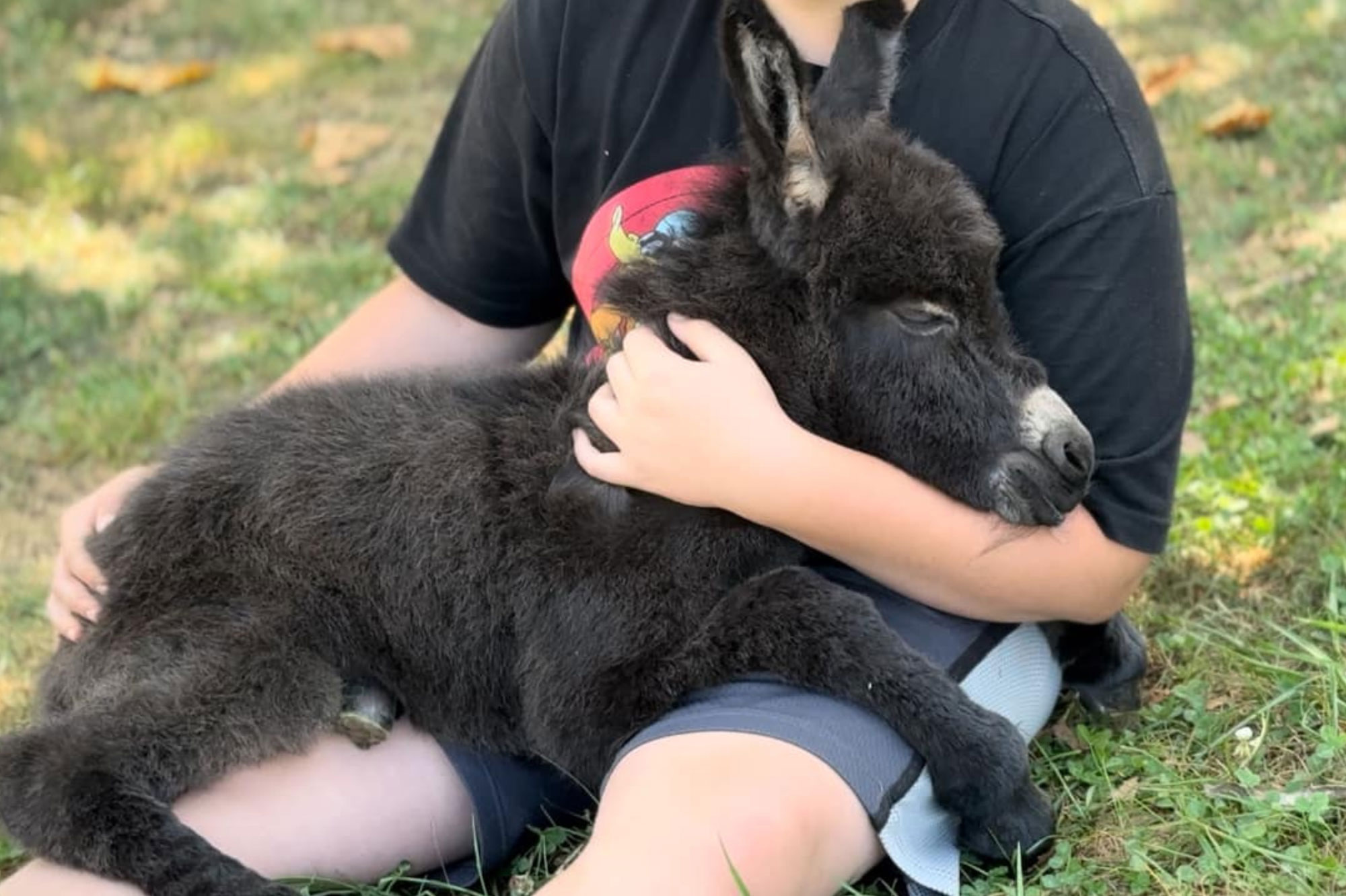 A small, fluffy black donkey foal lies contentedly in a childs lap outdoors on grass. The child, wearing a black T-shirt and shorts, gently hugs the donkey, which appears relaxed and comfortable.