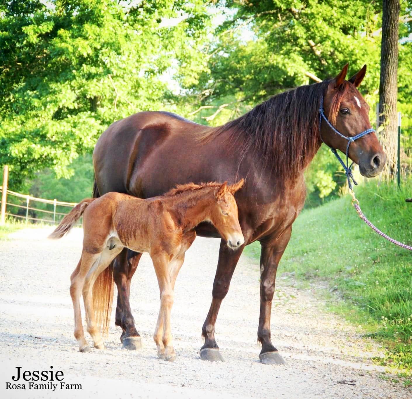 A brown mare stands on a sunlit dirt path with her foal beside her. Lush green trees line the background. The mare wears a blue halter and is held by a lead rope. The text Jessie, Rosa Family Farm appears at the bottom.