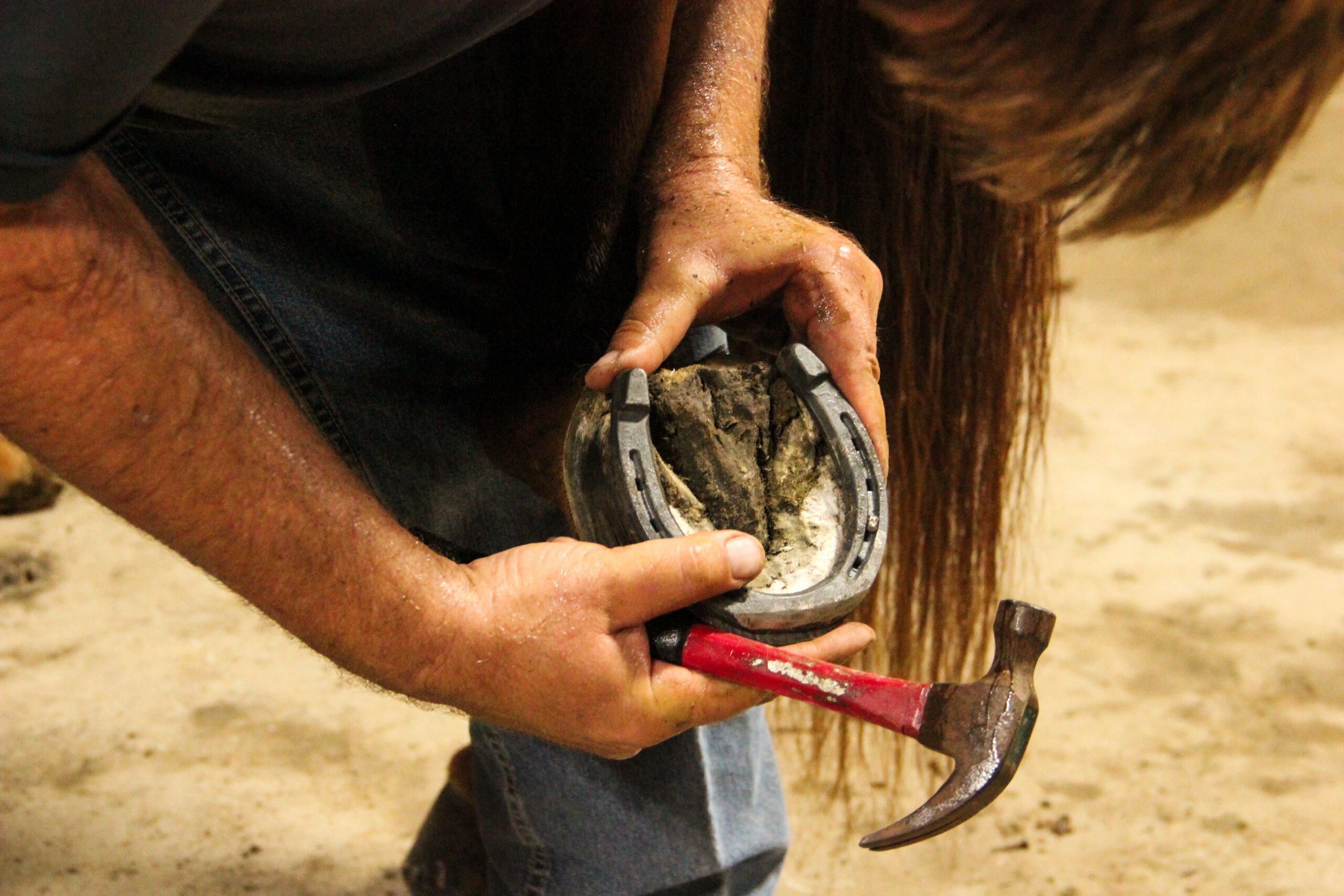 A person fits a horseshoe onto a horse’s hoof while holding a hammer and lifting the horse’s leg, preparing to secure the shoe in place.