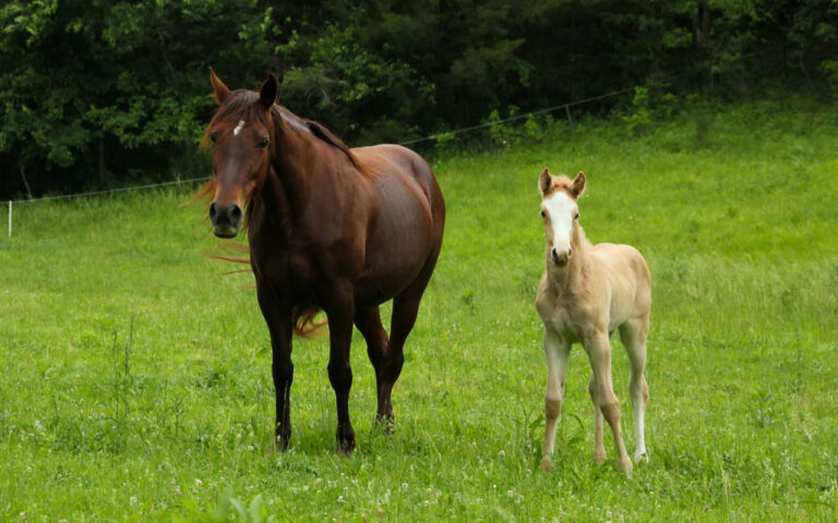 A brown adult horse and a light-colored foal stand side by side in a lush green field with trees in the background.