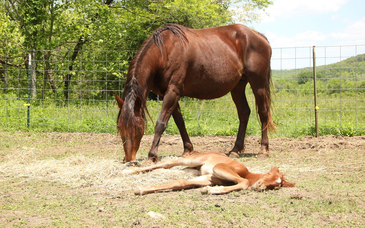A brown adult horse eats hay near a metal fence while a young foal lies on the ground in the sunlight, appearing to rest. Trees and green grass fill the background.