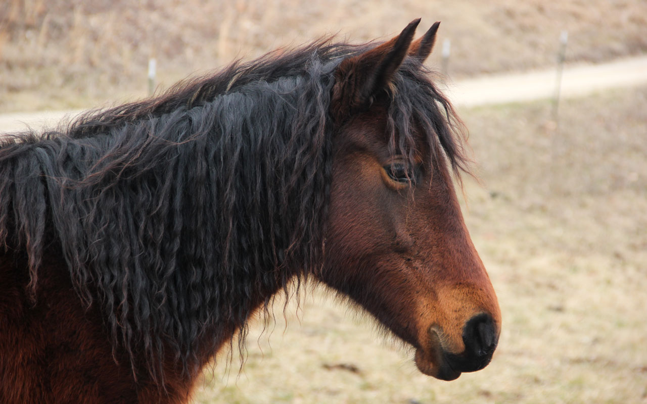 A brown horse with a wavy black mane stands outdoors on a grassy field, facing left. The background is blurred with dry grass and a dirt path visible.