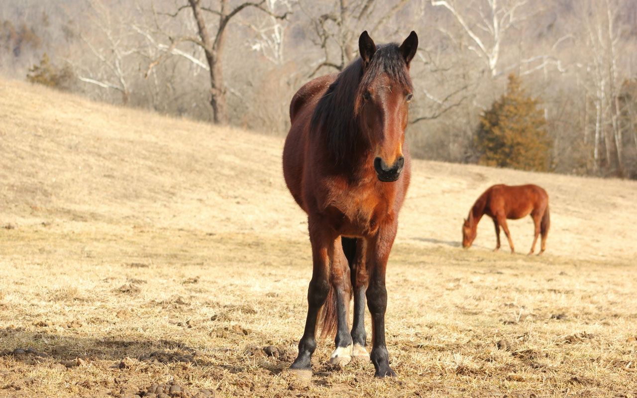 A brown horse stands facing the camera in a sunlit, grassy field with bare trees in the background. Another brown horse grazes in the distance.