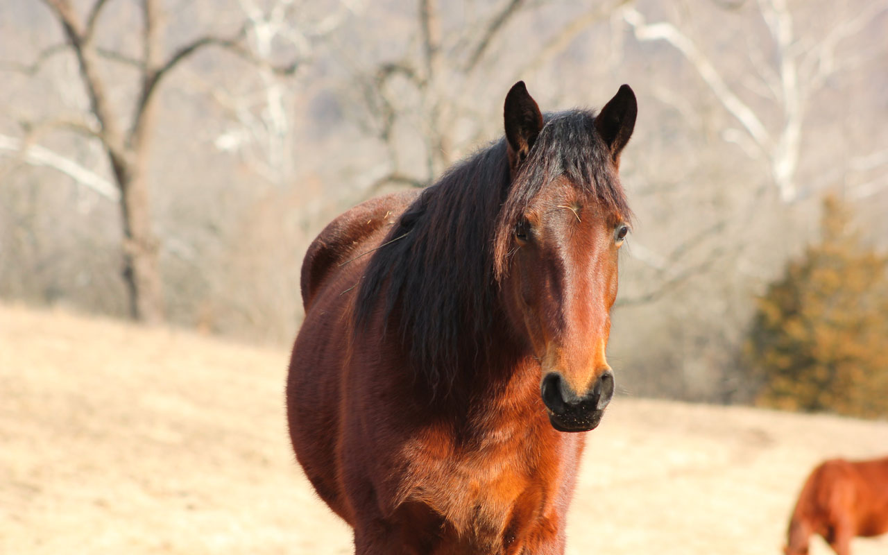 A brown horse with a dark mane stands in a sunlit, grassy field with bare trees and another blurred horse in the background.