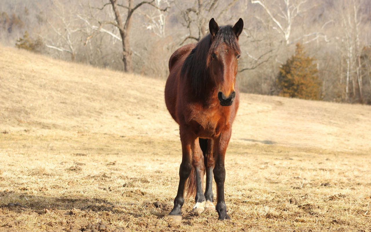 A brown horse stands on a dry, grassy field in front of leafless trees on a sunny day, facing the camera with its mane partly covering its eyes.